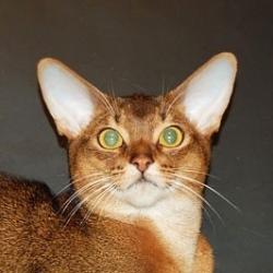 Abyssinian cat DAKARAI  BILAND OF BLUECOURAGE