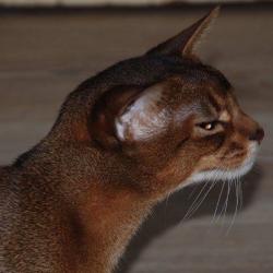 Abyssinian cat Des Cavalier Maverick