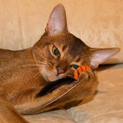 Abyssinian cat Amberberry Plutos