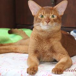 Abyssinian cat Amberberry Lagerfeld