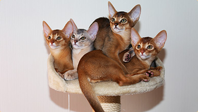 Абиссинская Кошка Котята Фото
