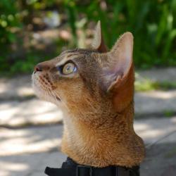Абиссинская кошка Astragalus Donatella