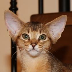 Abyssinian cat Astragalus Kenzo