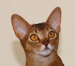 Абиссинская кошка Astragalus Juicy