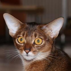Абиссинская кошка Astragalus Nina Ricci