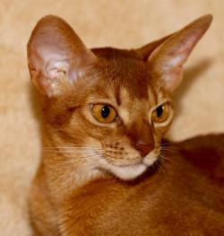 Абиссинская кошка Astragalus Bella