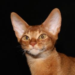 Абиссинская кошка Astragalus Esmanur