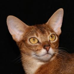Abessinische Katze Astragalus Fendi