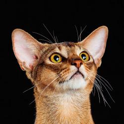 Абиссинская кошка Astragalus Dior
