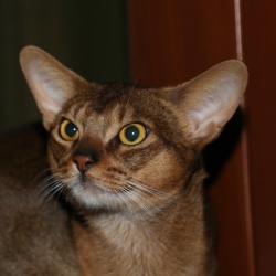 Abessinische Katze Astragalus Parker